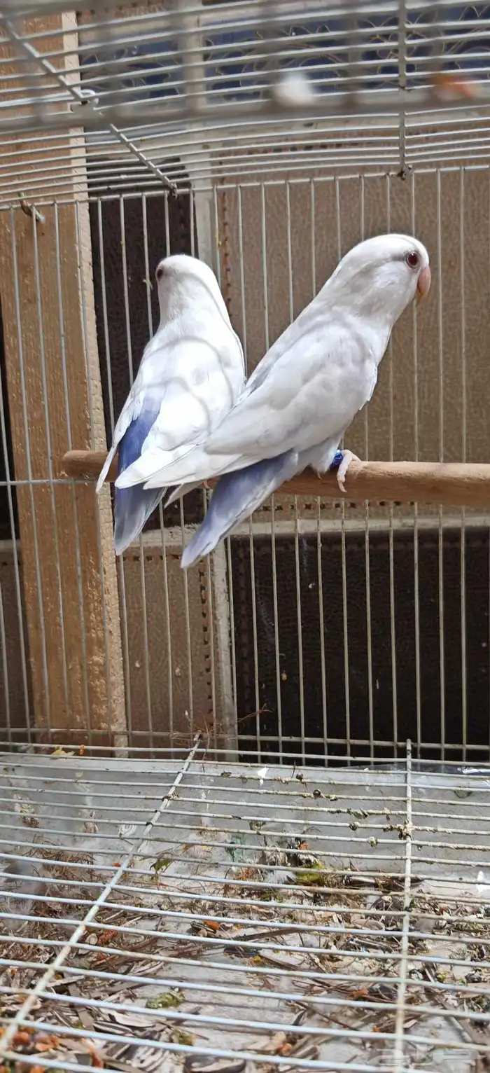 زوج روز بال فالو عيون حمر 0