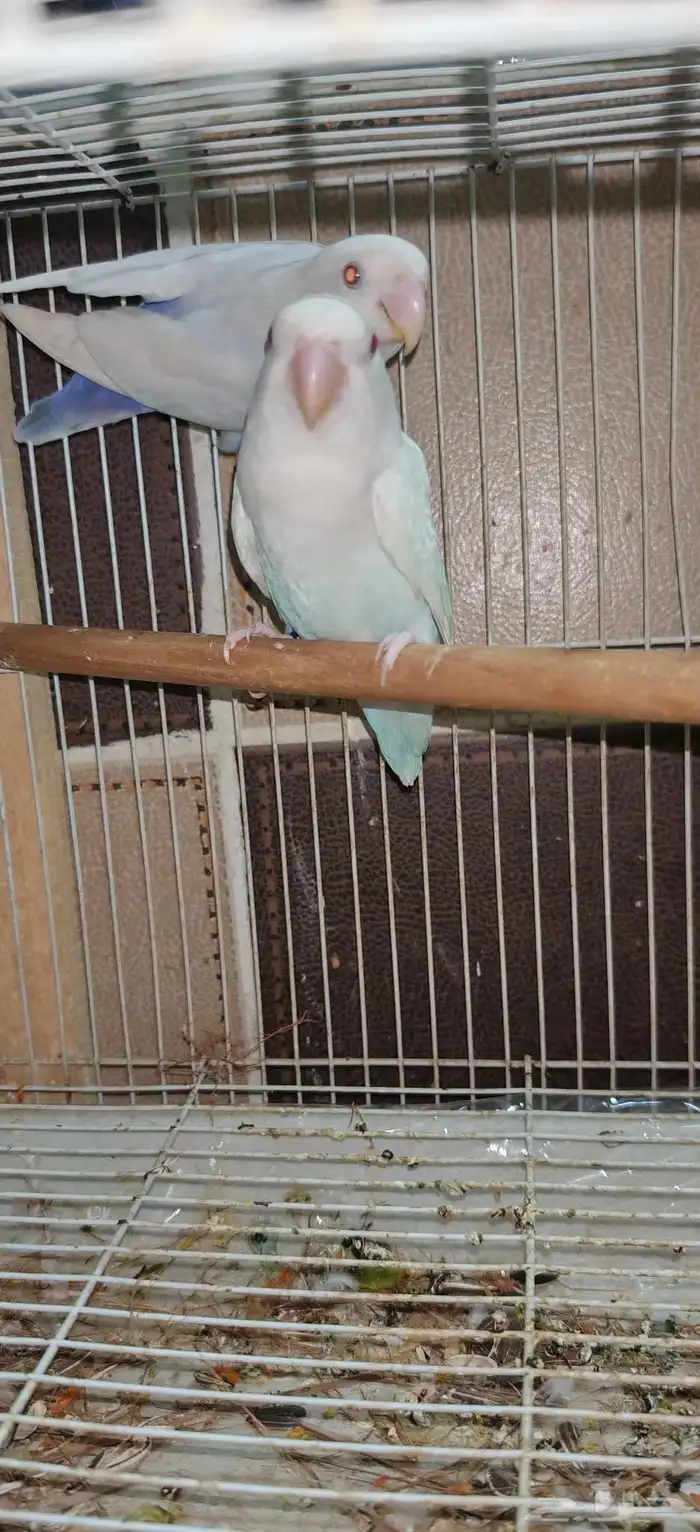 زوج روز بال فالو عيون حمر 5