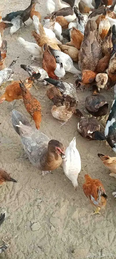 دجاج بلدي بياض 100العدد 0