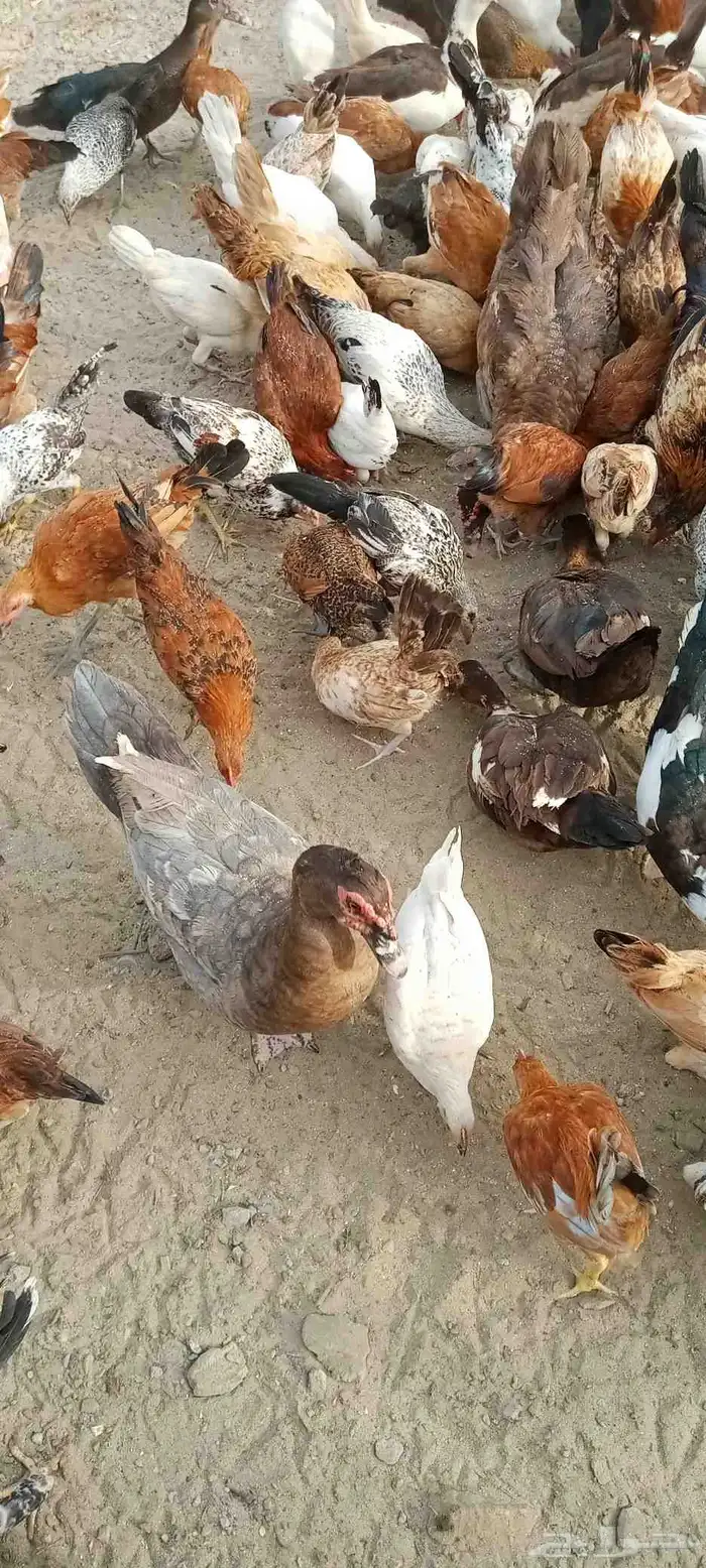 دجاج بلدي بياض 100العدد 0