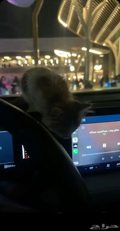 قطه أنثى للبيع مع كامل ملحقاتها السعر 200 0