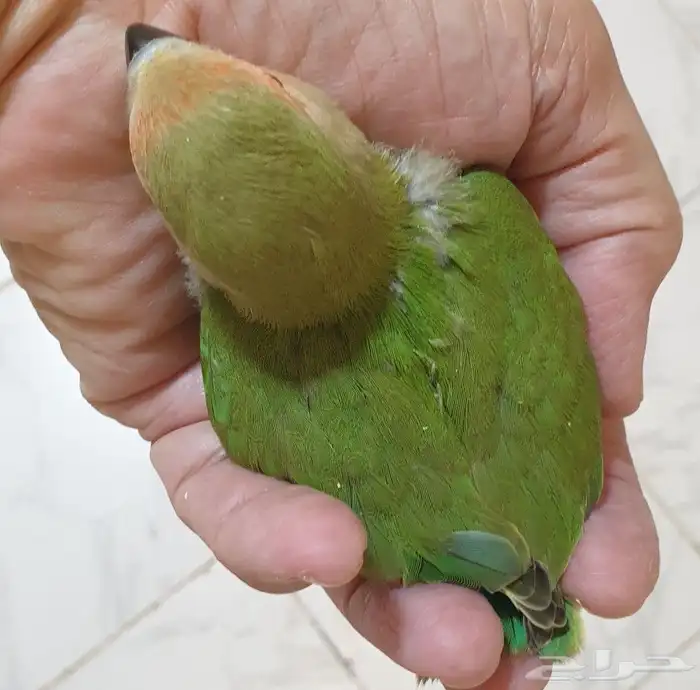 فروخ روز جرين محجله مع مرفقات 8