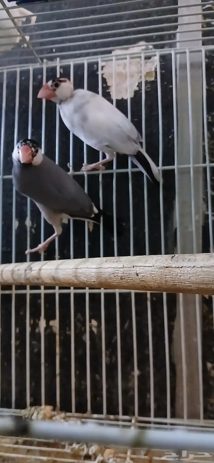 زوج جاو للبيع 1