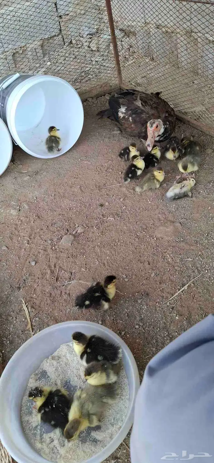 بط بلدي مفقس ومحضن شرط 2