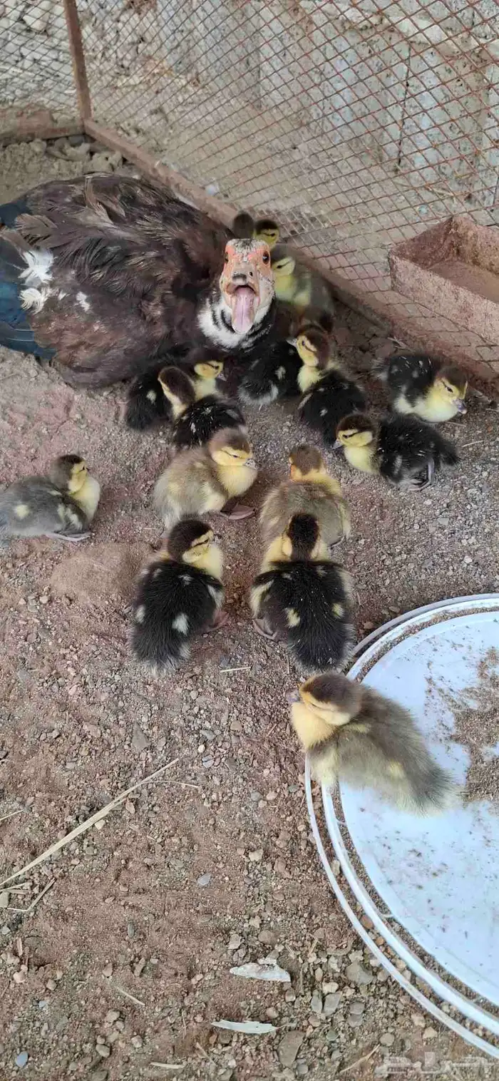 بط بلدي مفقس ومحضن شرط 1