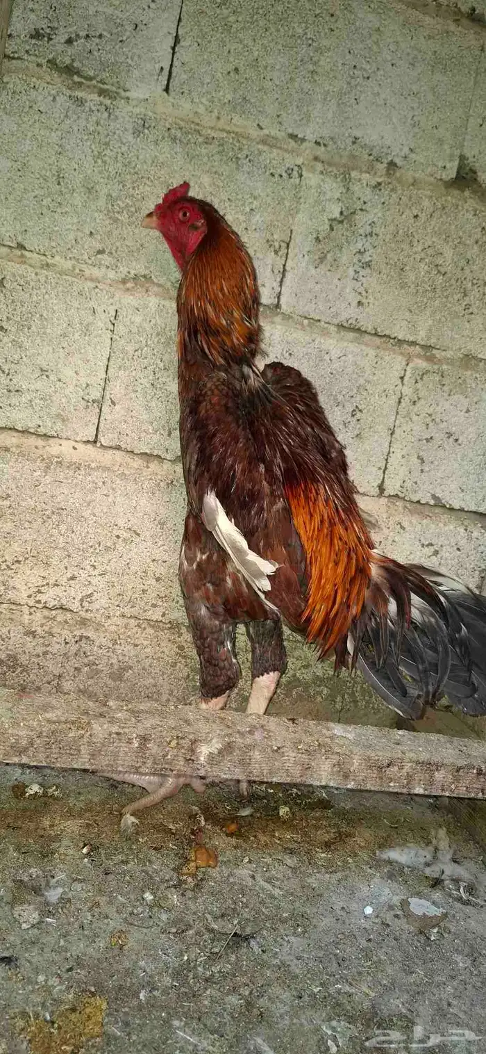 شامو ياباني 6