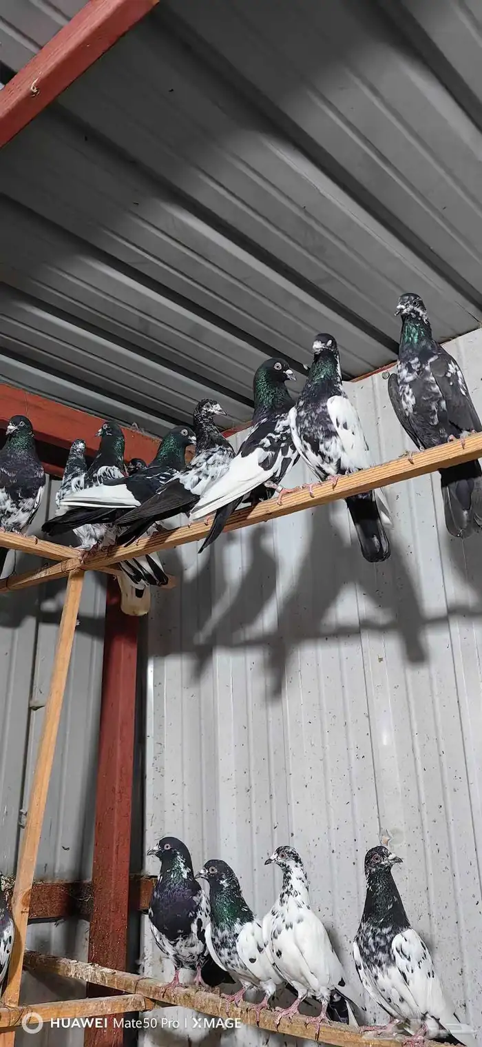 حمام هندي كالوشام طيور مميزة 5