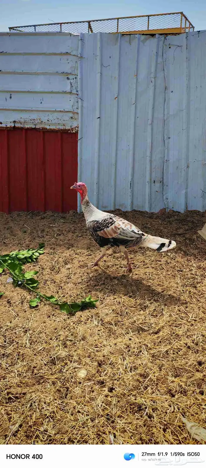 ديك رومي وديك باكستاني 2