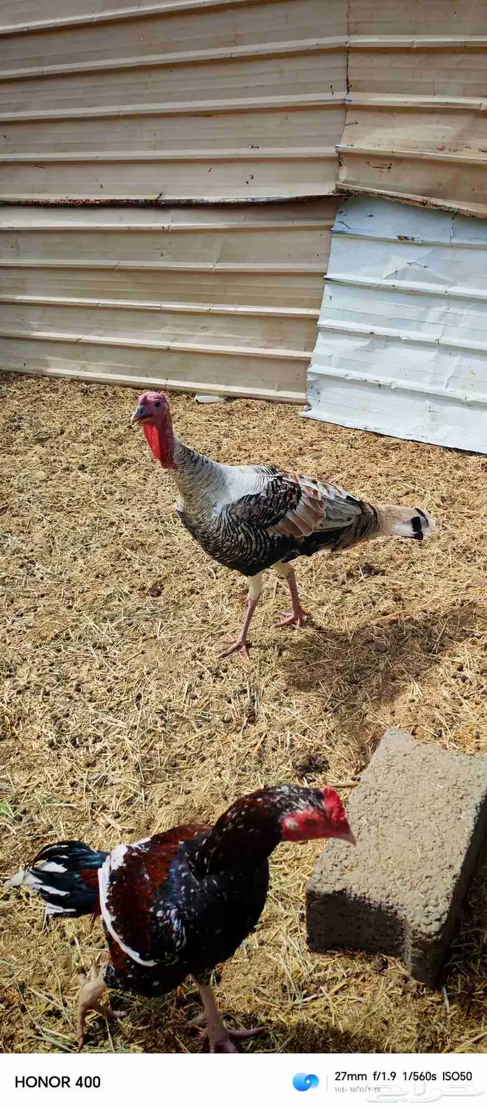 ديك رومي وديك باكستاني 3