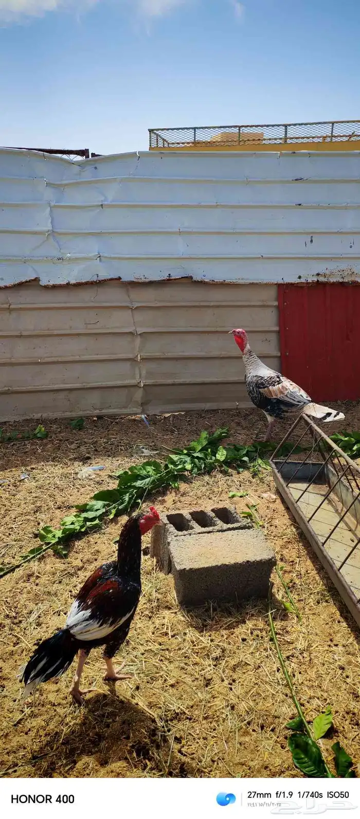 ديك رومي وديك باكستاني 0