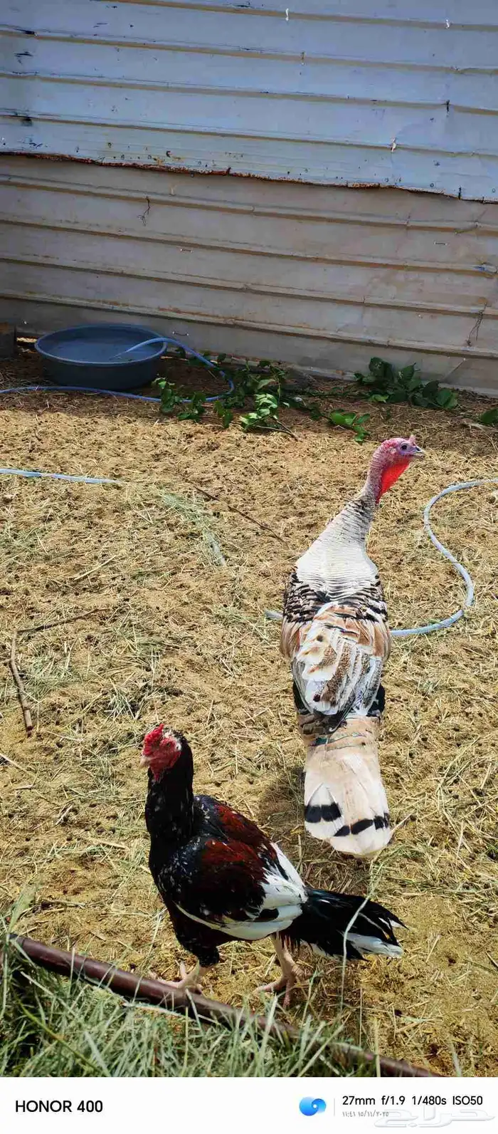 ديك رومي وديك باكستاني 4