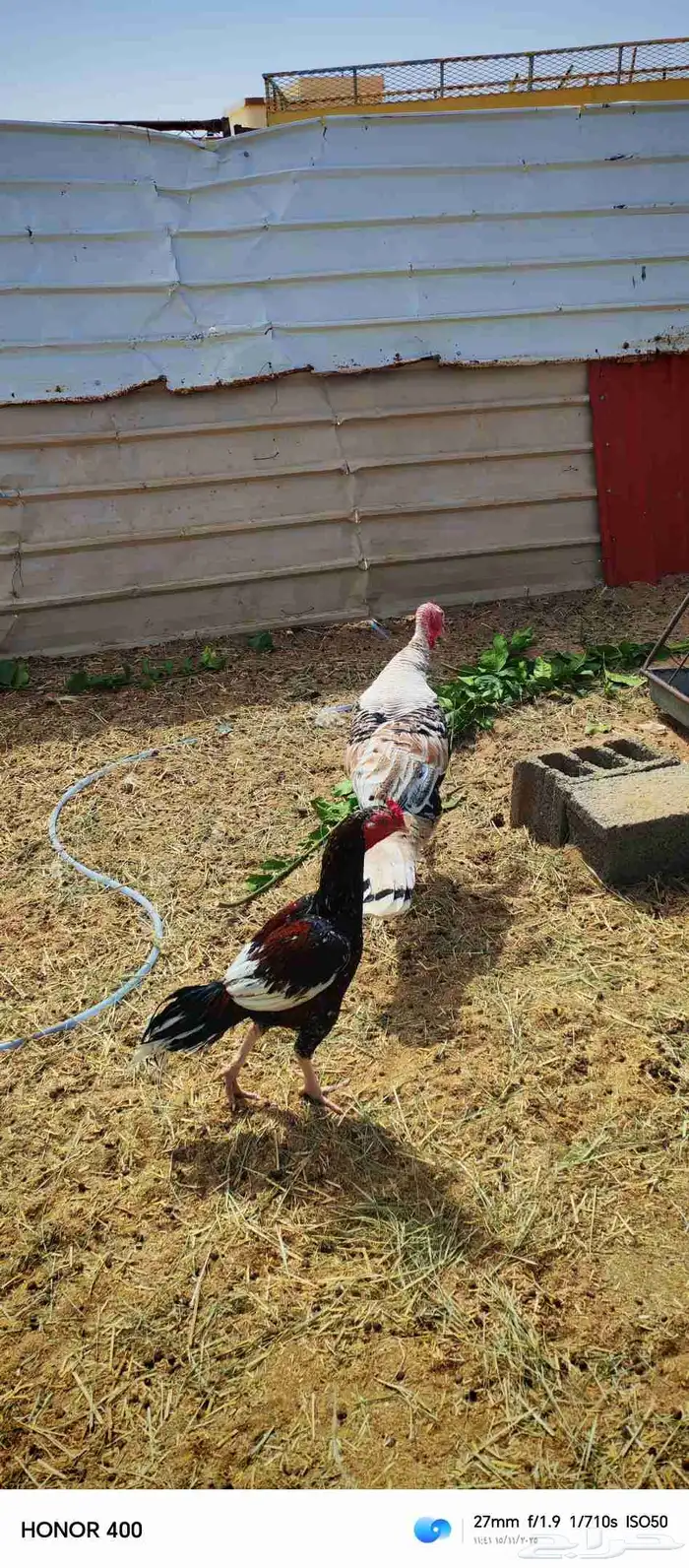 ديك رومي وديك باكستاني 1