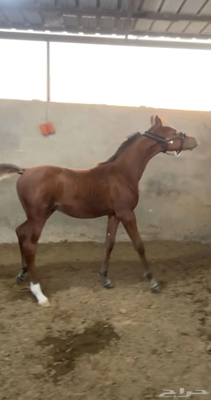 مهر شعبي فاخر للبيع 0