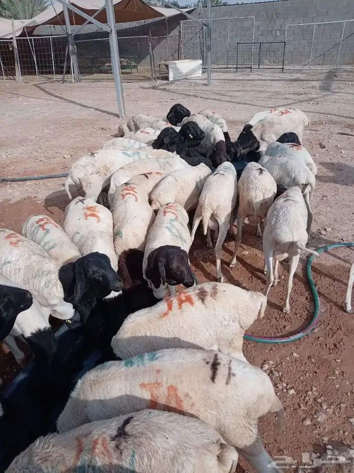 برابر صومالية مستوردة بسعر زين الزين أحجام طيبة 2