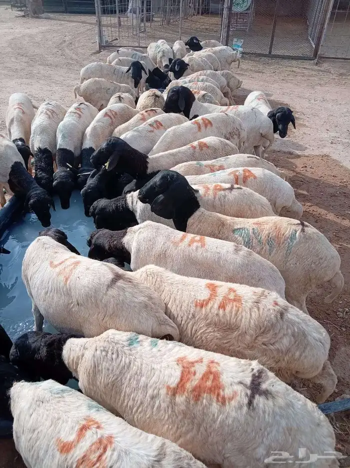 برابر وتيوس صوماليه شرط جذع وثني 2