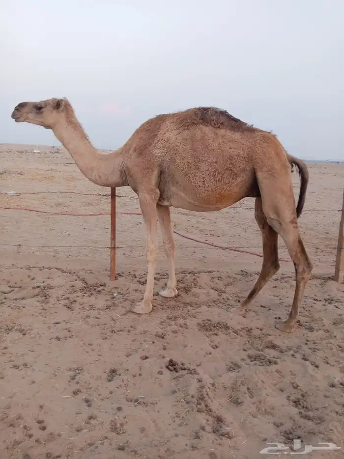 ناقتين حمر ساحليات 1