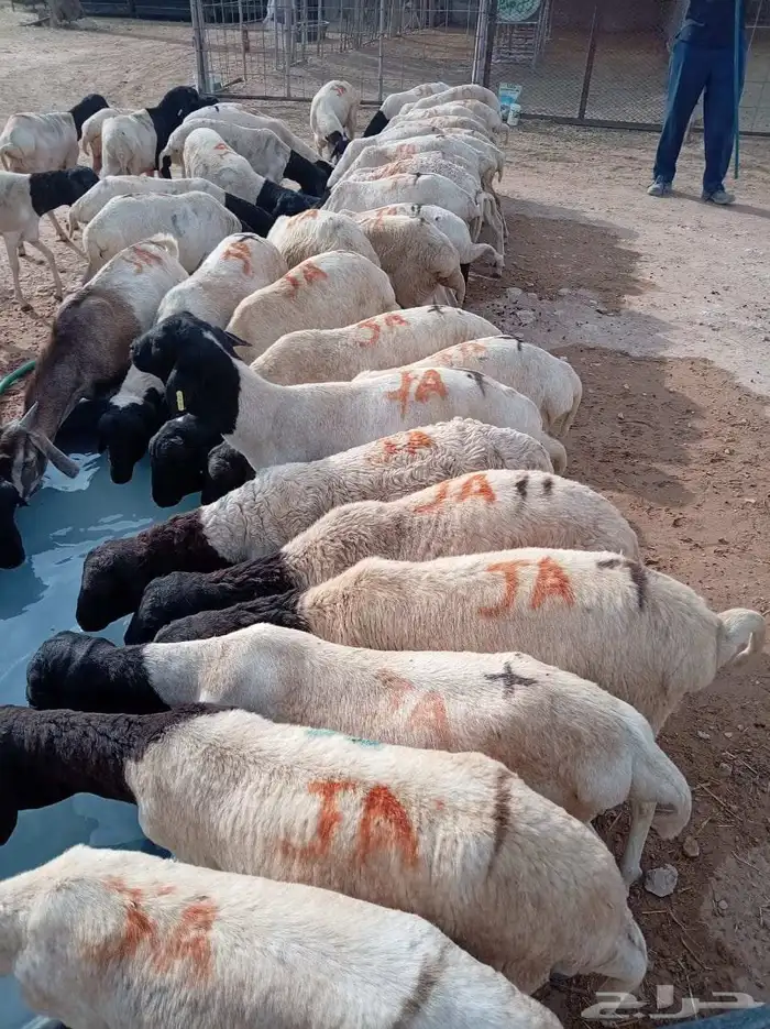 برابر وتيوس صوماليه شرط جذع وثني 3