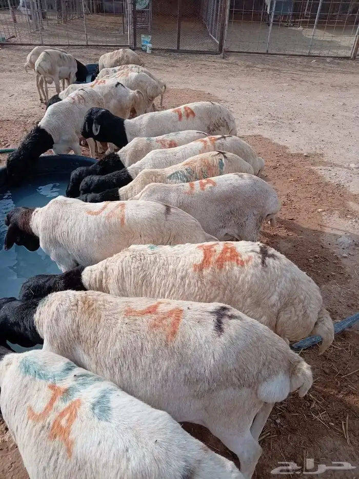 برابر صومالية مستوردة بسعر زين الزين أحجام طيبة 1