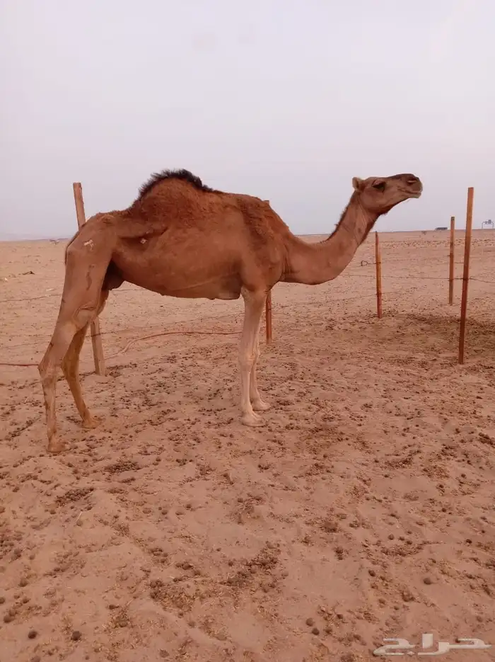 ناقتين حمر ساحليات 0