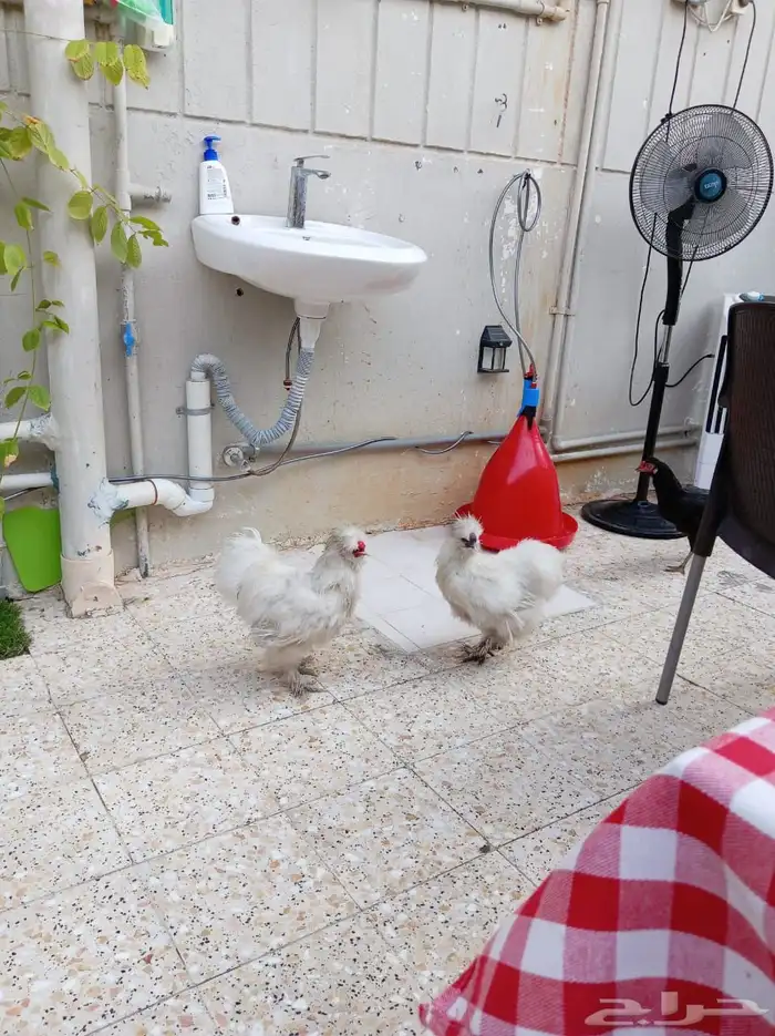 ديك قطني صحه ونضافه وحجم 2