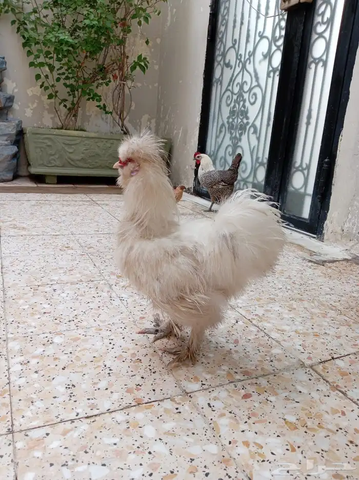 ديك قطني صحه ونضافه وحجم 3