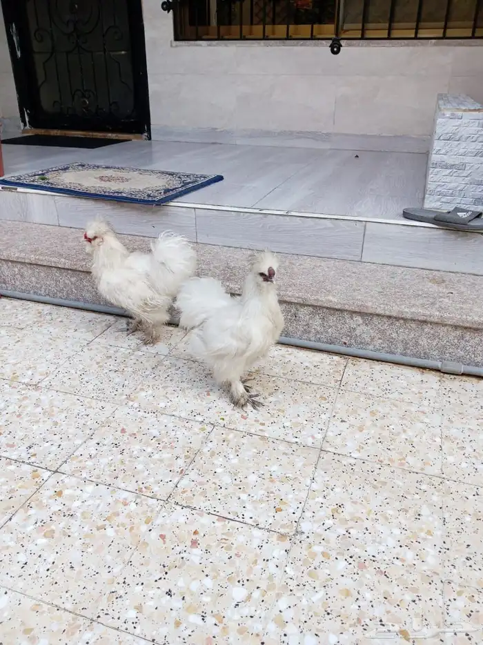 ديك قطني صحه ونضافه وحجم 5