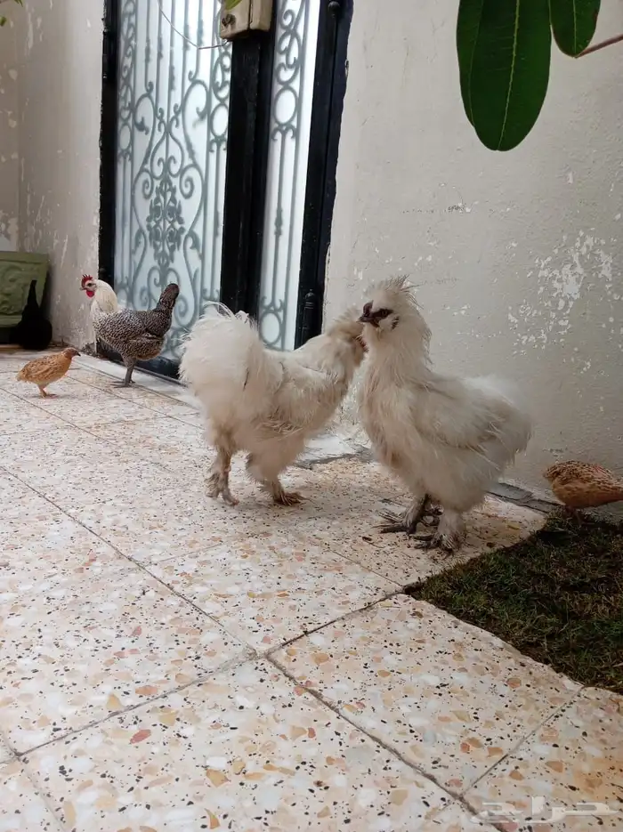 ديك قطني صحه ونضافه وحجم 0