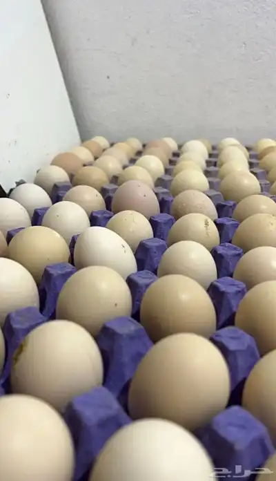 بيض براهما مخصب 0