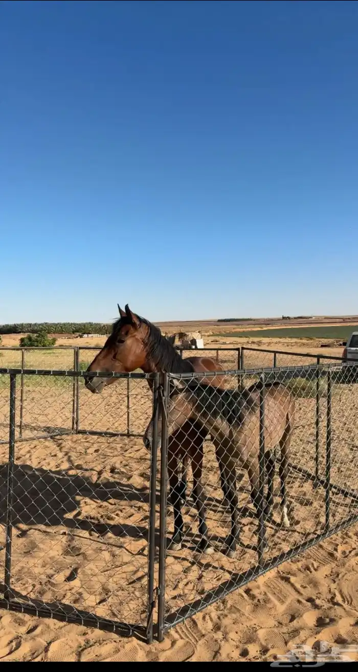 فرس حارهه جاهزه ب التشبيه 0