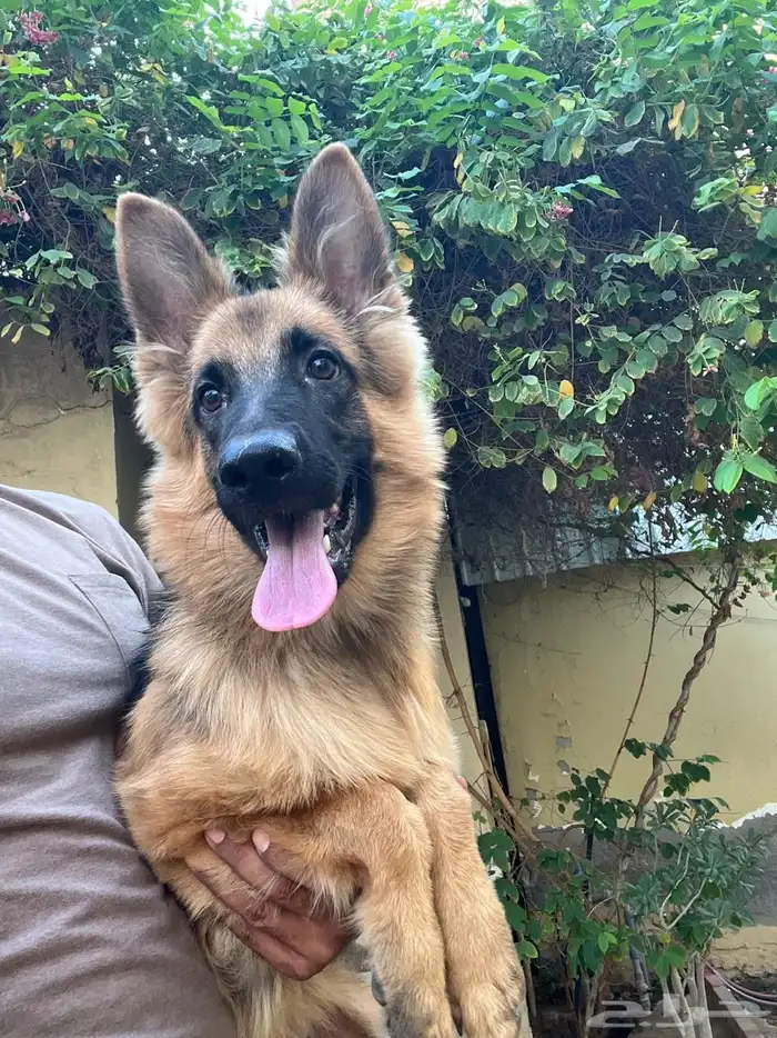 للبيع جيرمن شيبرد 1