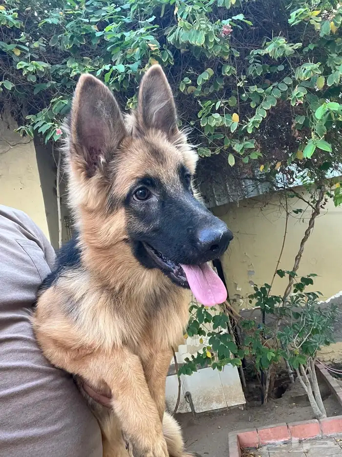 للبيع جيرمن شيبرد 2