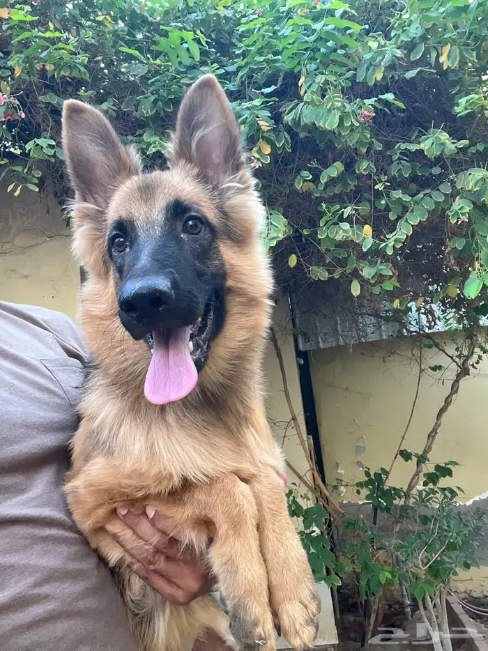 للبيع جيرمن شيبرد 3