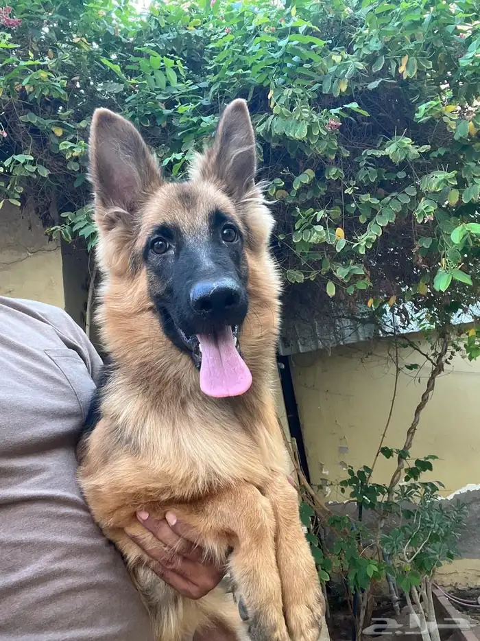 للبيع جيرمن شيبرد 0