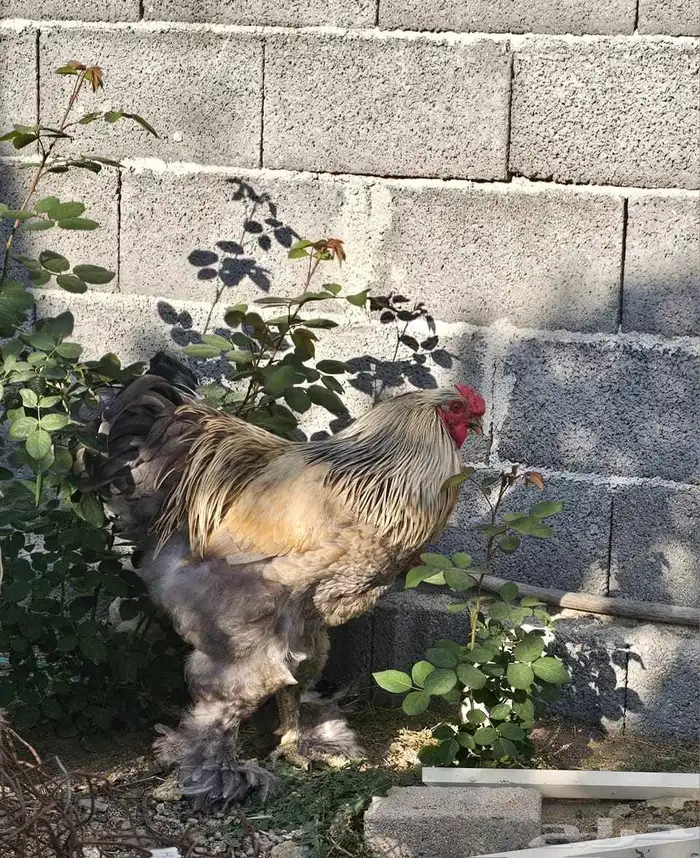 ديك براهما 1