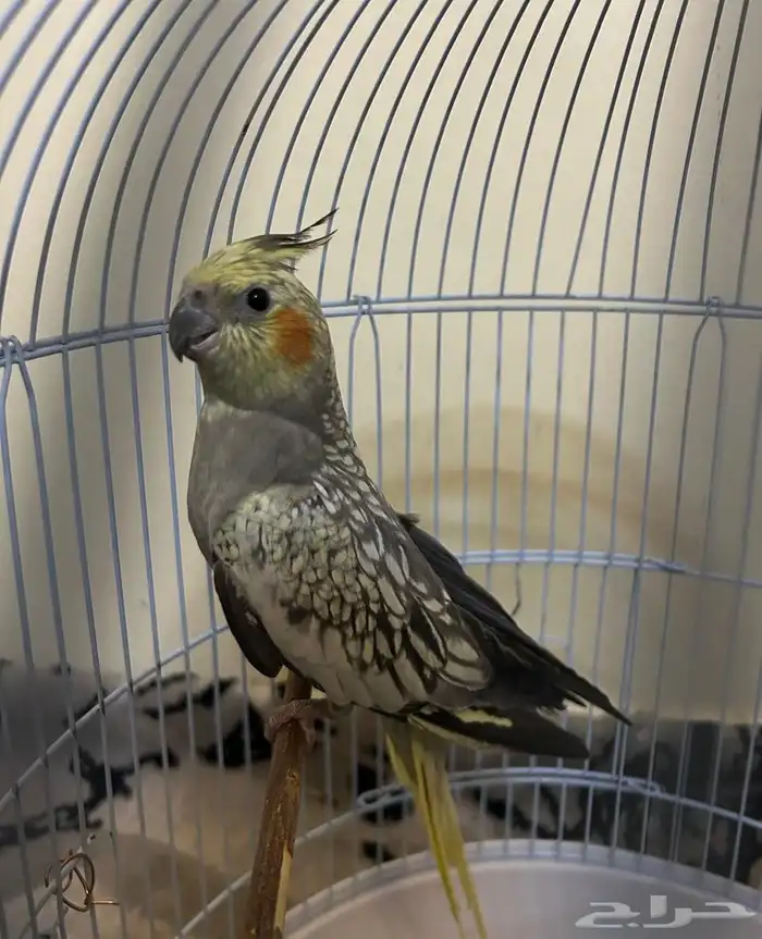 بغباء كروان للبيع على السوم 1