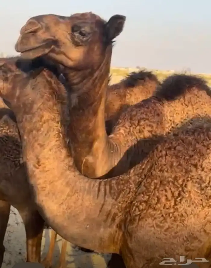 6 قعدان للبيع 0