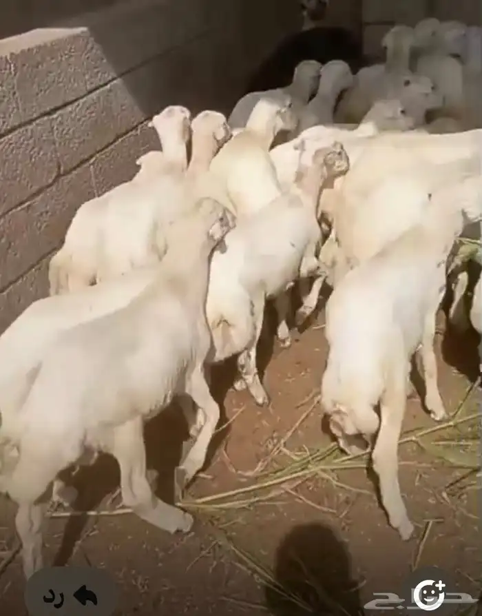 كباشه للبيع عمر 4شهور الى 6شهور 0