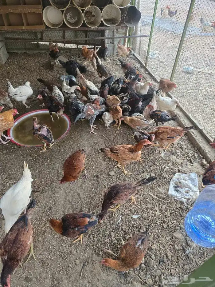 دجاج مشكل للبيع 1