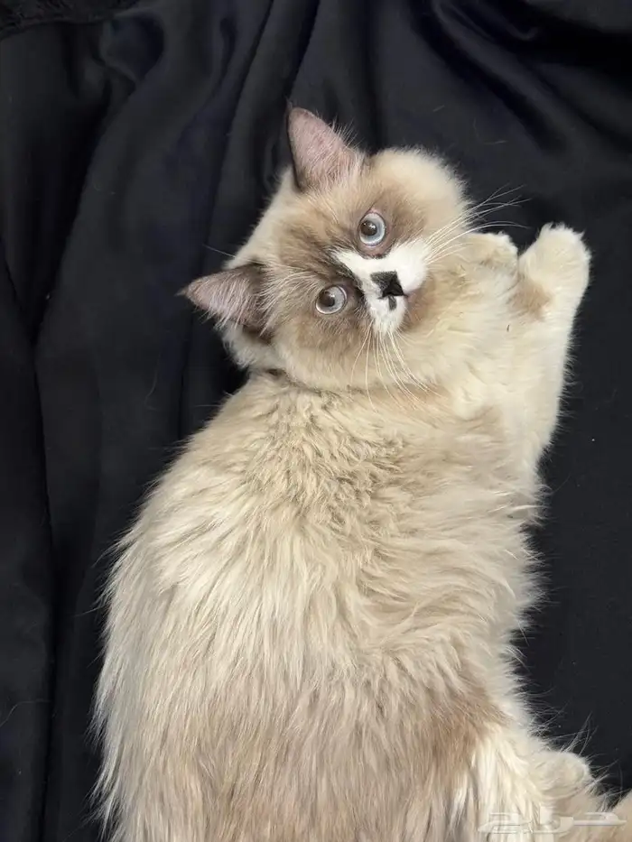 قط هملايا بيور 3