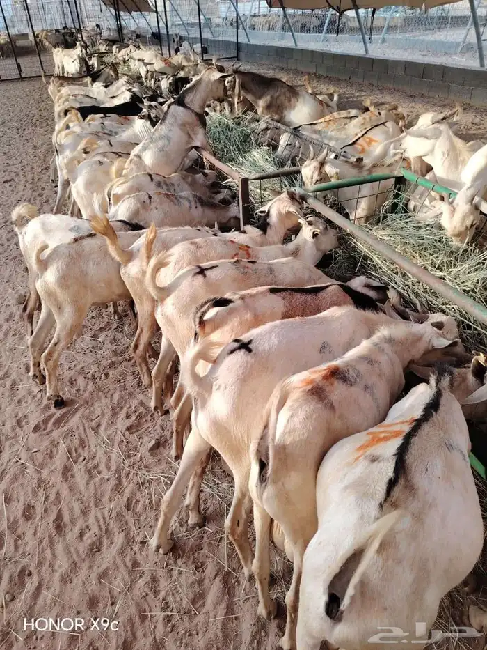 للتجار والملاحم برابر وتيوس صومالية جذعان جودة ولحم نظيف 3