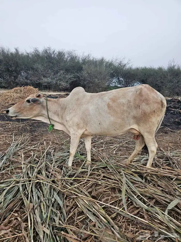 ثنتين بقر وحده قروب ووحده منتوج 1