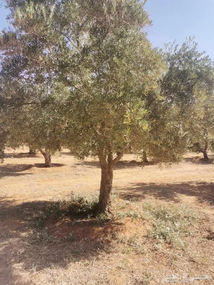 اشجار زيتون مثمر جميع المقاسات متوفر 5