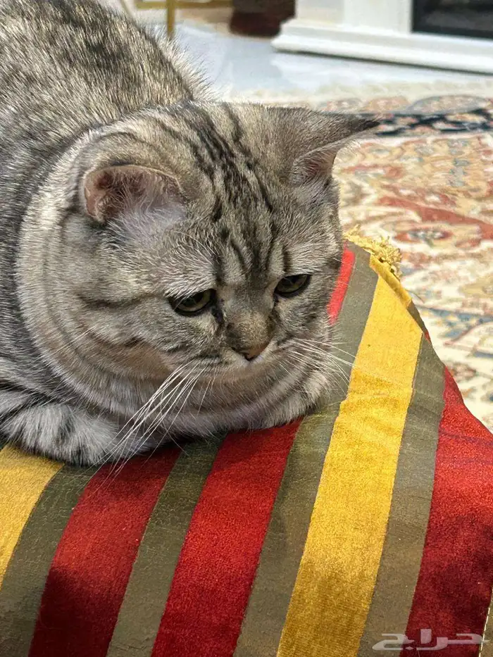 قط للتزاوج 0