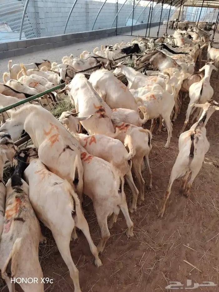 للتجار والملاحم برابر وتيوس صومالية جذعان جودة ولحم نظيف 1