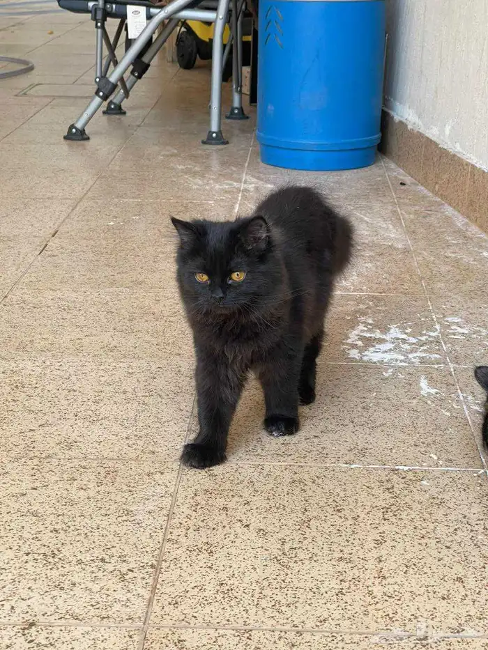 قطط للتبني الأعمار من 6 شهور الى سنة 9