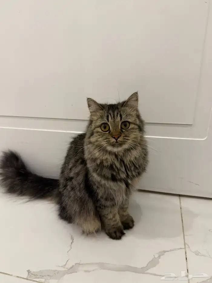 قطط للتبني الأعمار من 6 شهور الى سنة 6