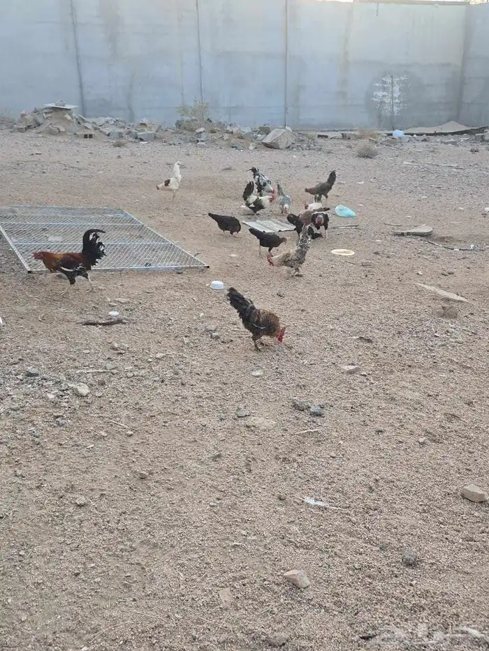 دجاج مشكل للبيع 3