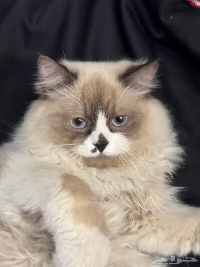 قط هملايا بيور 4