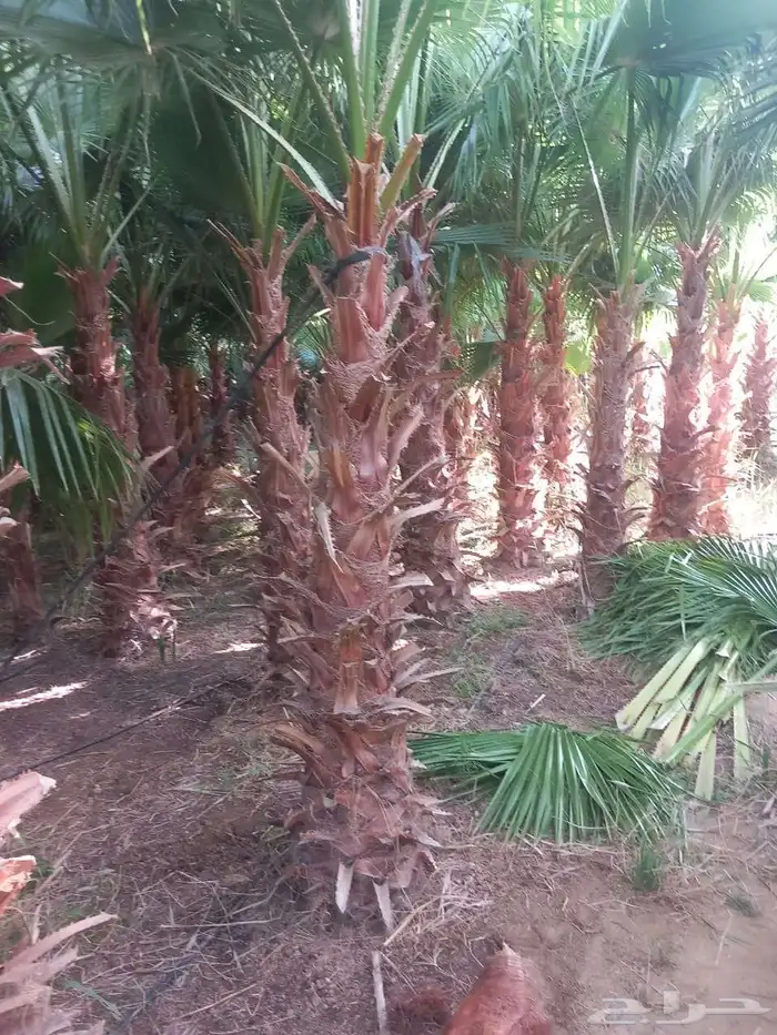 أشجار زيتون معمره ونخيل عربي وواشنطني وتركيب الشبوك لتواصل 0 9