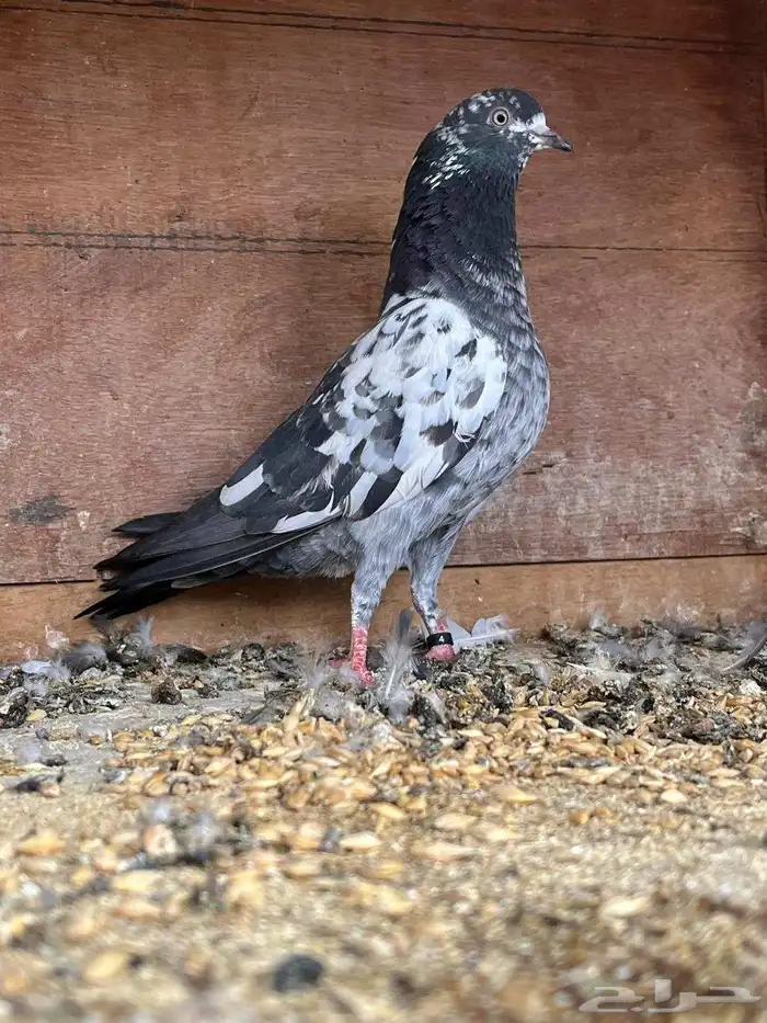 حمام باكستاني تيدي 8